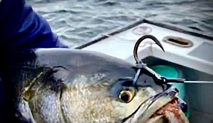NITTA - LIVE BAIT Max Bridle