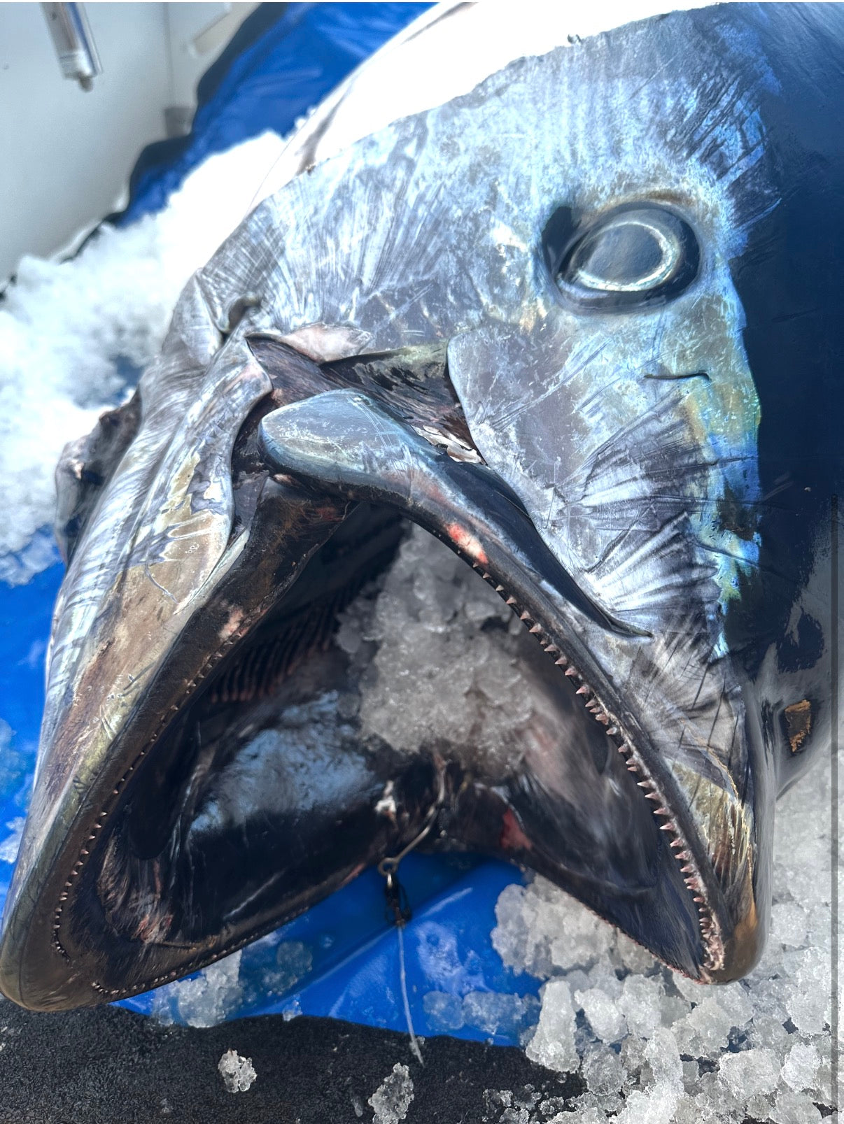 Thunnus Circle Hooks by Tunacious (4 pack)