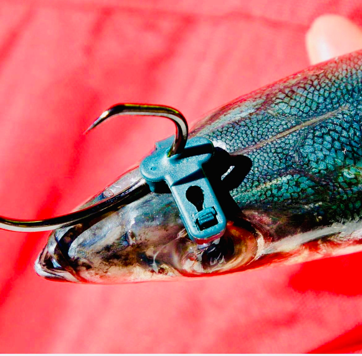 NITTA - LIVE BAIT Max Bridle